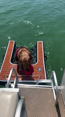 Tragbare, verstellbare, klappbare Hunde-Rampe, aufblasbare Hunde-Dock-Rampe, Treppe, Haustiere, Hunde-Rampe für Pools, Seen, Boote und Docks